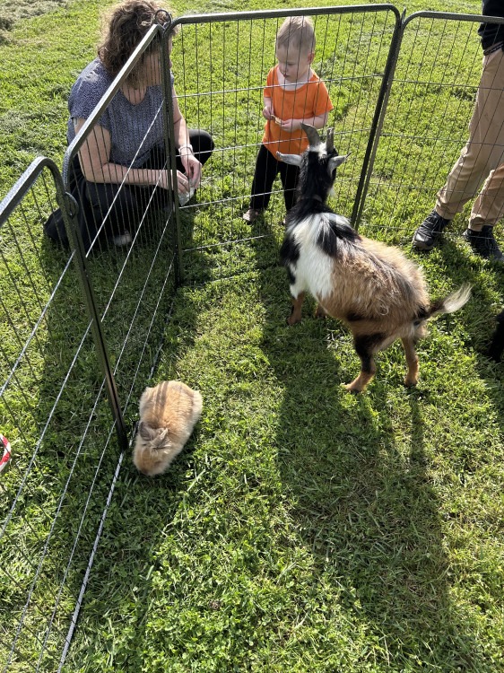 Mobile Petting Zoo